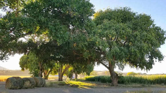 Yavapai Landscaping in Dewey-Humboldt