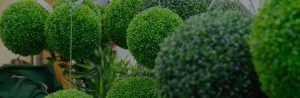 Lush green spherical topiary plants creating a serene and manicured natural decoration. For details, Contact Us.