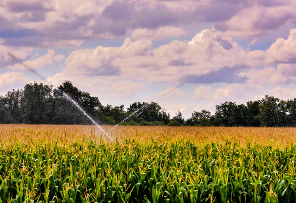 Irrigation system in Prescott watering a lush cornfield under a dramatic cloudy sky.
