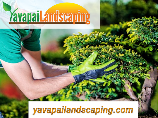 A landscaper precisely trims a shrub, showcasing the meticulous work of Yavapai landscaping and how it helps you avoid landscaping mistakes on your property.