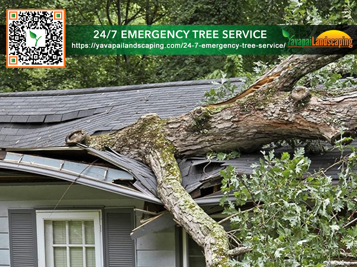 Understanding the Factors That Determine the Cost of Emergency Tree Services Yavapai Landscaping