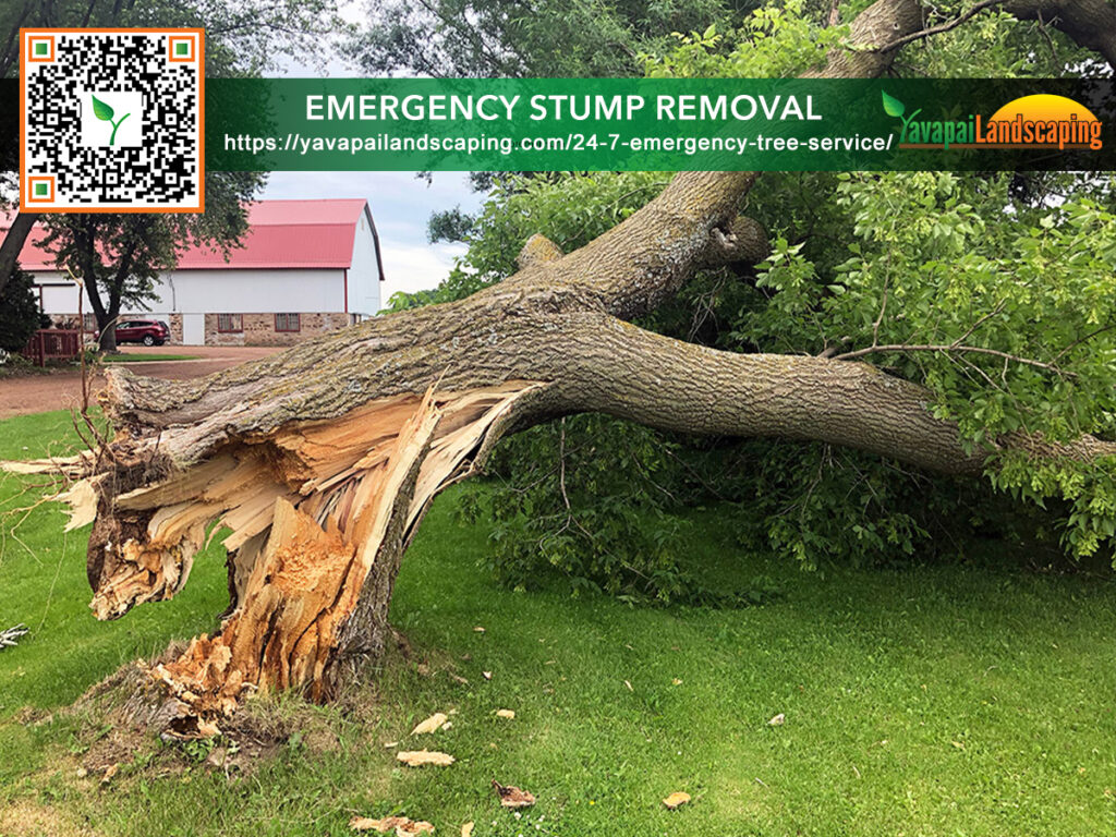 Emergency Stump Removal Prescott AZ