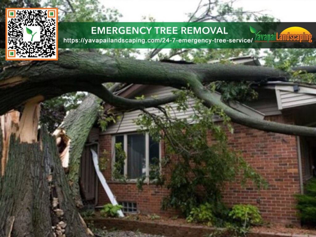 Emergency Tree Removal Prescott