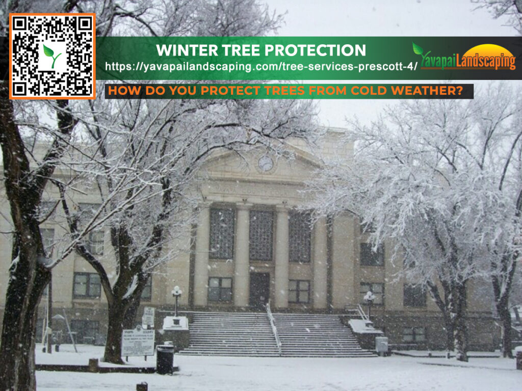 Winter Tree Protection Prescott AZ