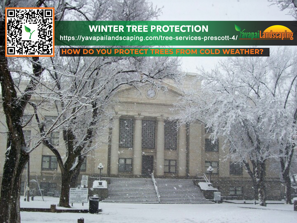 How Do You Protect Trees From Cold Weather Yavapai Landscaping