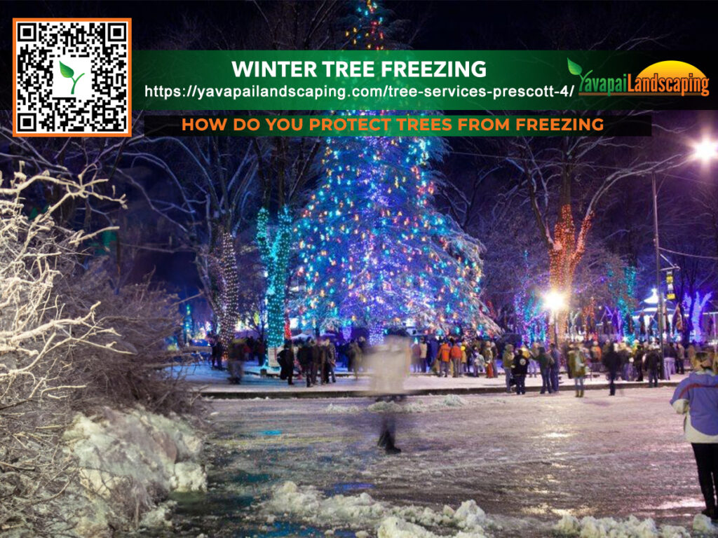 Prescott Winter Tree Freezing
