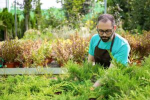 Amidst the lush greenery of a garden center, a man wearing glasses and an apron cares for vibrant potted plants and green shrubs. With foliage flourishing all around, he exemplifies Prescott Landscaping's commitment to curb appeal through landscaping essentials.