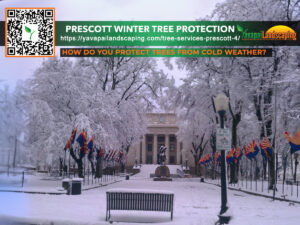 Snow-covered landscape in front of a stately building with trees in winter, featuring a promotional overlay discussing tree protection from cold weather by a landscaping service.