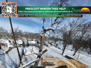 Winter care for trees—professional arborist securing a bare tree against a snowy backdrop to prevent damage from falling in harsh weather conditions.