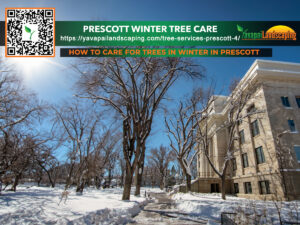 Winter wonderland: a guide to tree care in prescott's snowy landscape.
