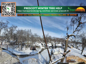 Winter care for trees: preventing damage in snowy conditions with professional services from yavapai landscaping.