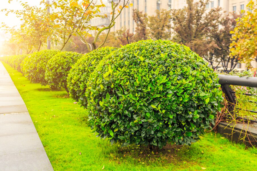 Row of neatly trimmed, lush green shrubs along a sunlit urban walkway, showcasing Prescott landscaping expertise.