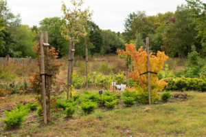 A tranquil young tree nursery with a variety of small trees and shrubs, supported by stakes and surrounded by a lush, green landscape under an overcast sky, designing a wildlife-friendly habitat.