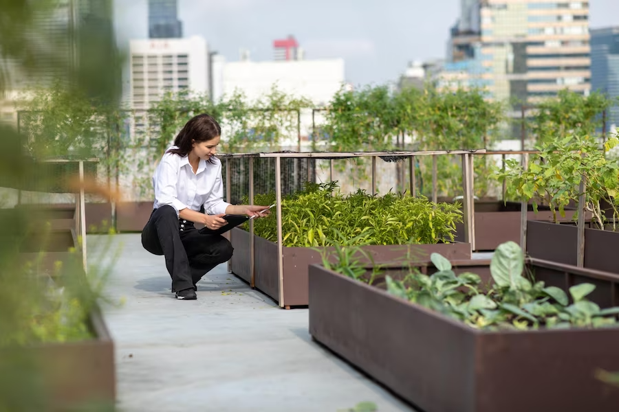 A person crouches down to examine plants in large raised garden beds, maximizing small spaces on an urban rooftop garden, with city buildings in the background.