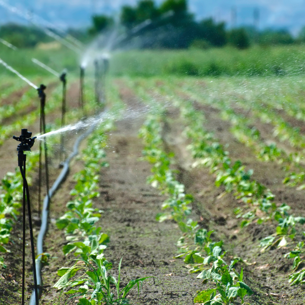 Drip irrigation delivers water 