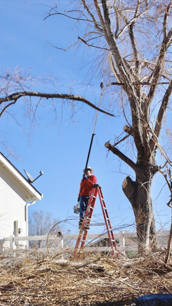 Why Tree Inspection Services in Prescott Are Crucial
