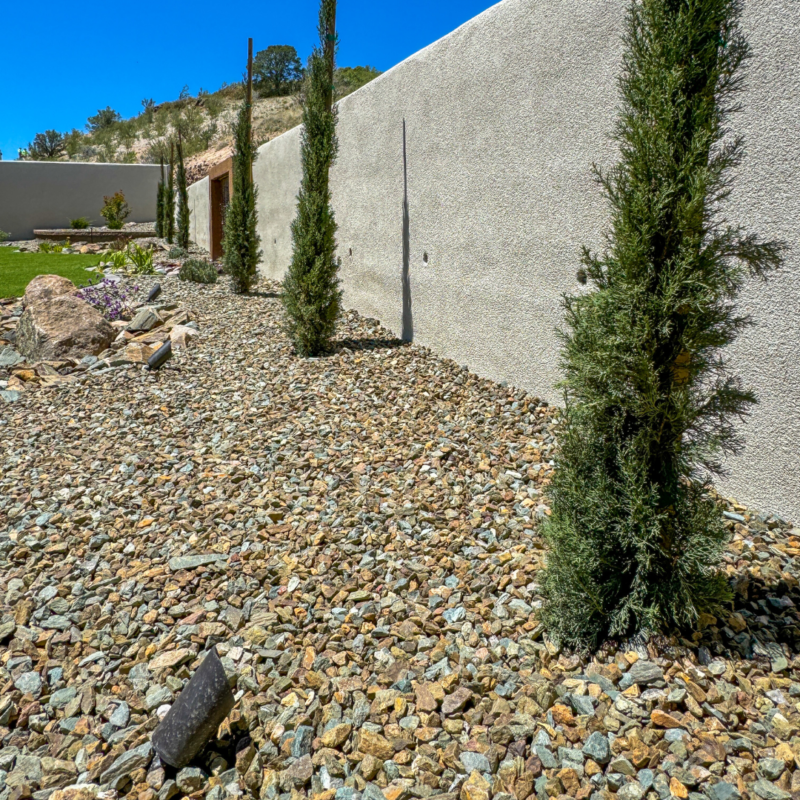 The Hampton Residence boasts a landscaped area with gravel ground cover, highlighted by tall, narrow evergreen trees spaced evenly along a textured gray wall. In the background, a patch of green grass and various other plants add vibrancy under the clear blue sky.