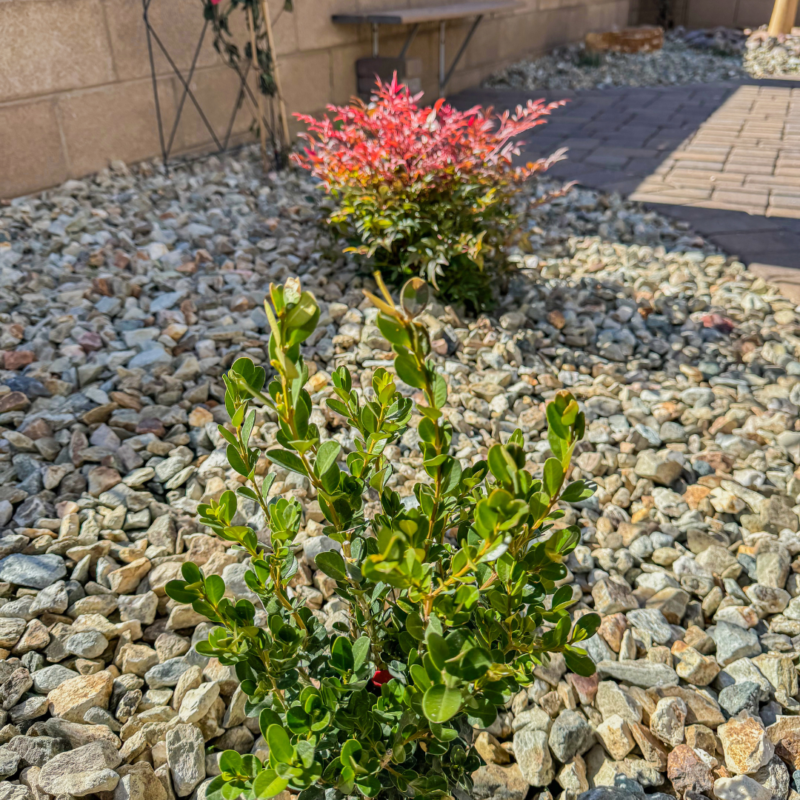 A small, neatly landscaped garden at the Radil Residence features two shrubs—one with vibrant green leaves in the foreground and another with red and green leaves in the background—set among gravel and bordered by a brick pathway and a concrete wall.