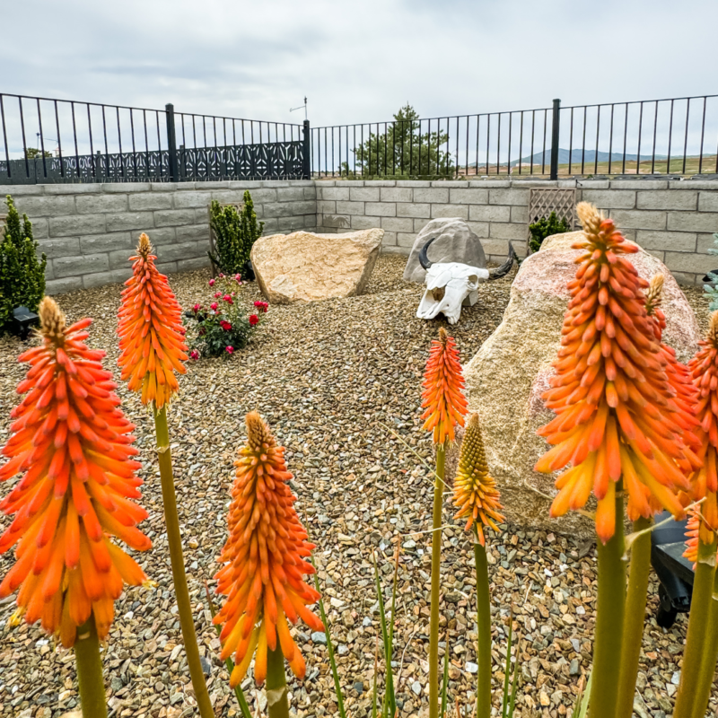 The Bauman Residence boasts a landscaped garden with tall, vibrant orange flowers in the foreground, surrounded by gravel. Large rocks, some with desert plants and a decorative animal skull, are spaced evenly across the area. The garden is enclosed by a low stone wall with a metal fence on top.