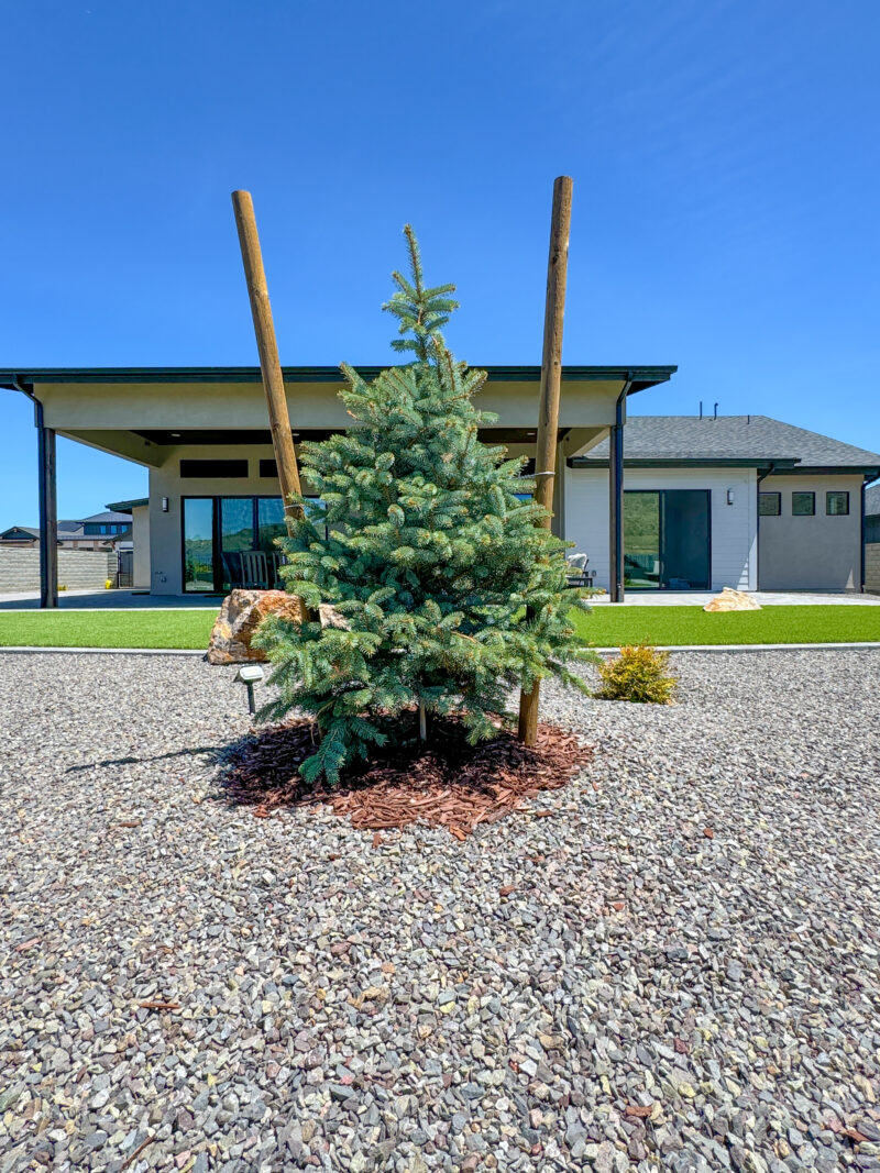 A young pine tree staked with wooden supports stands in a gravel yard, with the modern Wong Residence, a single-story house featuring large windows, white walls, and a black roof, in the background under a clear blue sky.