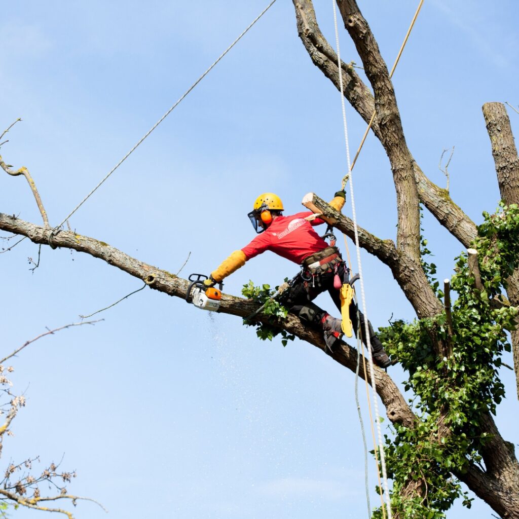 A tree surgeon from Prescott Landscaping Company, in protective gear including a yellow helmet, is suspended on ropes while sawing a large branch off a tree. He is holding a chainsaw and cutting through the branch, with wood chips flying. The clear blue sky serves as the backdrop.