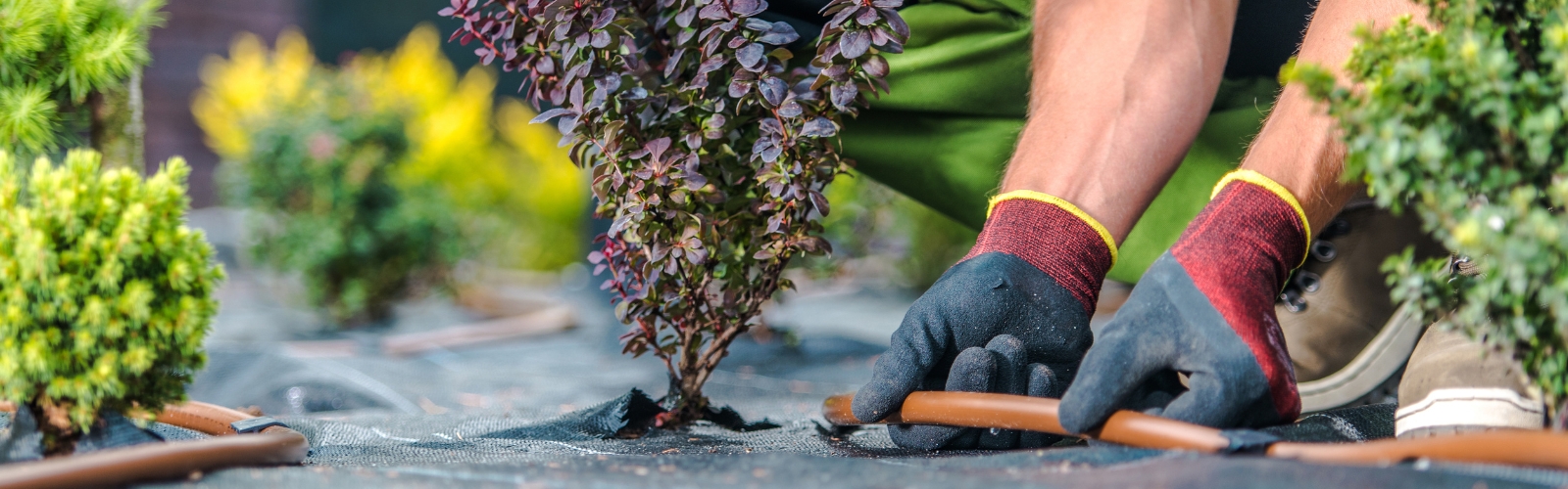 A person wearing gloves and green pants is working in a garden. They are adjusting an irrigation hose next to a small, purple-leaved shrub. The lush Prescott garden features various greenery and yellow flowering plants.
