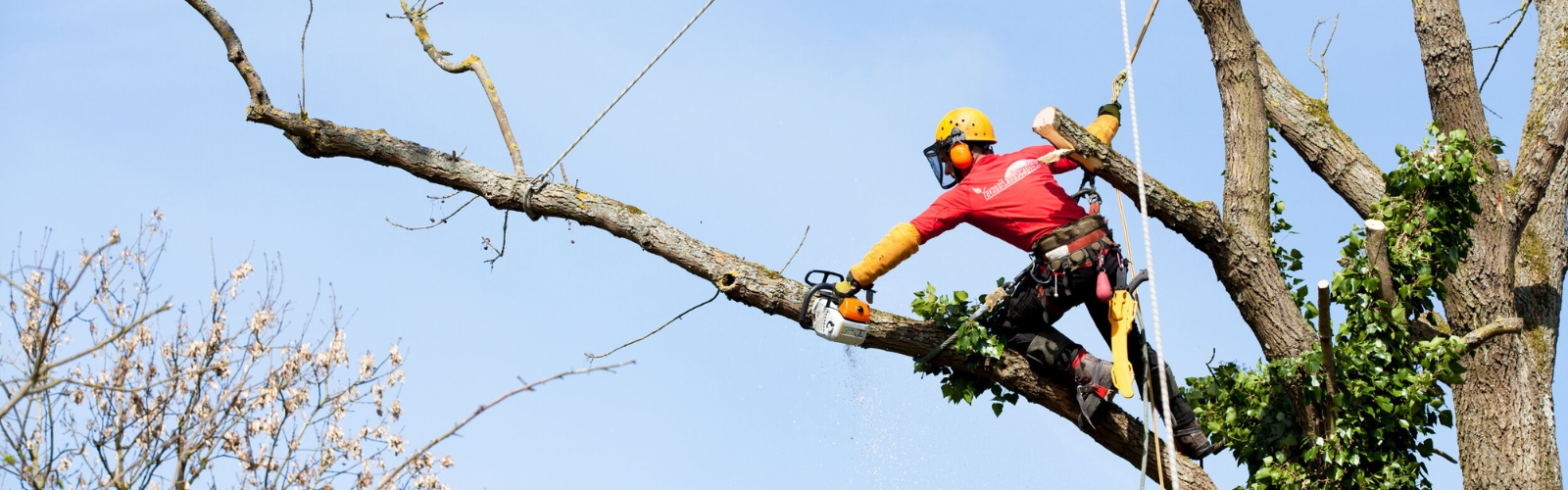 A tree worker from a Tree Service in Prescott, decked out in protective gear including a helmet and harness, uses a chainsaw to cut a high tree branch. The sky is clear, and bare branches can be seen in the background.