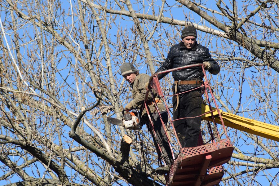 Prescott Tree Service
