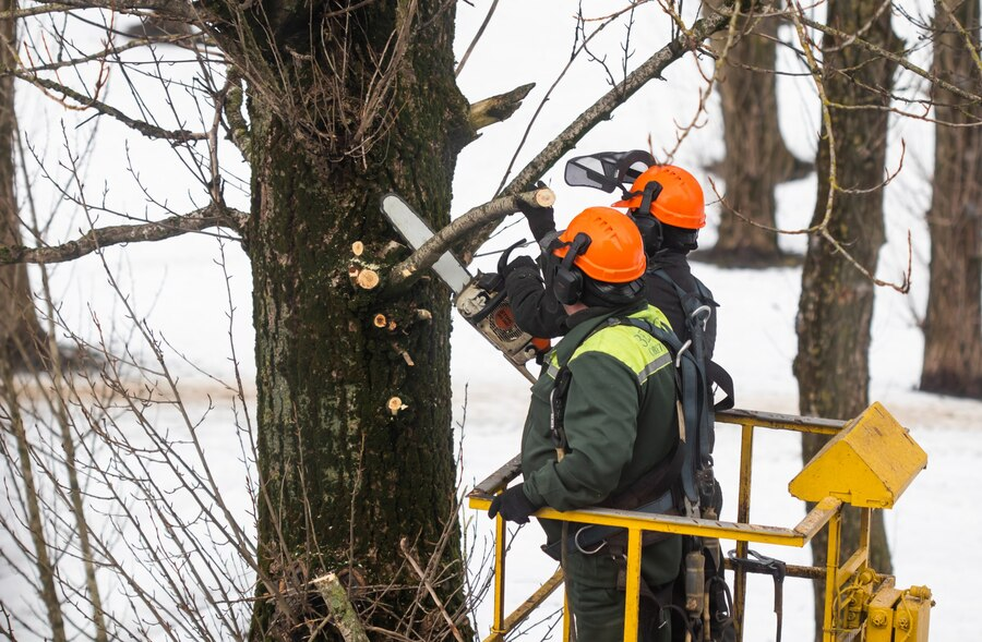 Prescott Tree Service