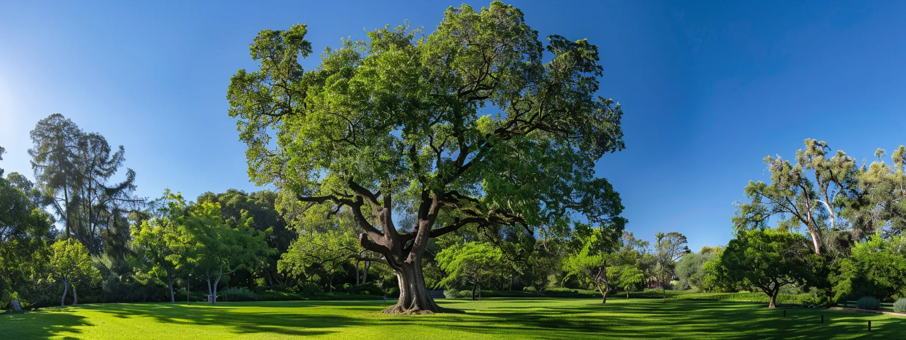 a professional arborist inspects a tall, healthy tree in a lush green park, surrounded by well-maintained greenery and clear blue skies.