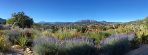 a vibrant, sunlit landscape of prescott valley, az, showcases lush, rolling hills adorned with colorful wildflowers and rugged desert plants under a clear, azure sky.