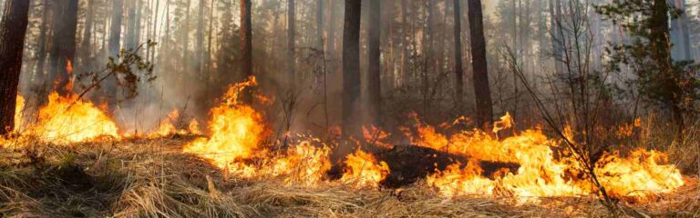Wildfire burning through forest underbrush, highlighting fire risk in Arizona, relevant to Yavapai Landscaping's FireWise services.