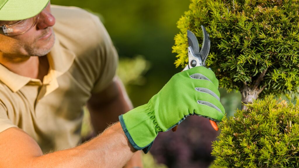 Landscaper pruning a bush with shears, wearing gloves and safety glasses, in a vibrant outdoor setting, emphasizing professional landscaping services in Prescott.