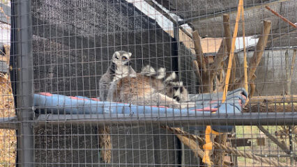 A group of ring-tailed lemurs is resting on a platform inside an enclosure at Capital Canyon Club. The elevated fabric platform is surrounded by branches and netting. The lemurs, with their distinct black and white striped tails, seem to enjoy their unique club perch.